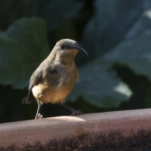 Acanthorhynchus tenuirostris at Higgins, ACT - 25 Feb 2019