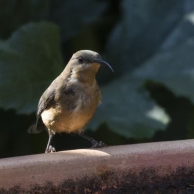 Acanthorhynchus tenuirostris (Eastern Spinebill) at Higgins, ACT - 25 Feb 2019 by Alison Milton