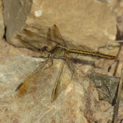 Diplacodes haematodes (Scarlet Percher) at Coree, ACT - 28 Feb 2019 by KumikoCallaway