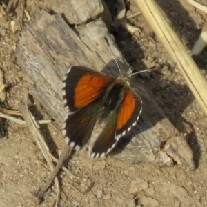 Lucia limbaria at Coree, ACT - 28 Feb 2019 10:34 AM