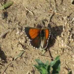 Lucia limbaria at Coree, ACT - 28 Feb 2019 10:34 AM