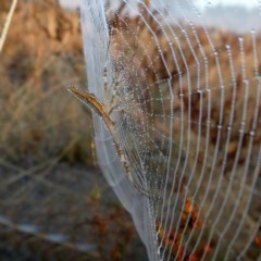 Argiope protensa (Long-tailed Argiope) at Googong, NSW - 1 Mar 2019 by Wandiyali