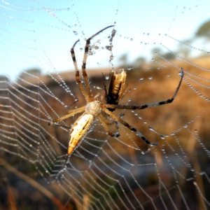 Argiope protensa at Googong, NSW - 1 Mar 2019 06:04 AM