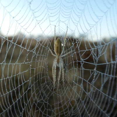 Larinia sp. (genus) (Larinia orb weaver) at Googong, NSW - 28 Feb 2019 by Wandiyali