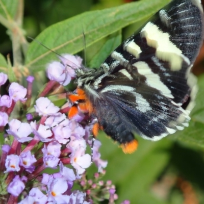 Phalaenoides glycinae (Grapevine Moth) at Spence, ACT - 27 Feb 2019 by Laserchemisty