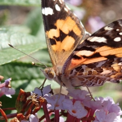 Vanessa kershawi (Australian Painted Lady) at Spence, ACT - 28 Feb 2019 by Laserchemisty