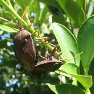 Musgraveia sulciventris at Spence, ACT - 1 Mar 2019