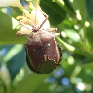 Musgraveia sulciventris at Spence, ACT - 1 Mar 2019 08:31 AM