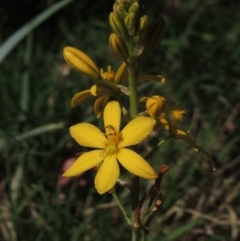 Bulbine bulbosa (Golden Lily, Bulbine Lily) at Conder, ACT - 25 Oct 2014 by MichaelBedingfield