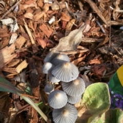 Coprinellus disseminatus (Coprinellus disseminatus) at Dalmeny, NSW - 28 Feb 2019 by Teresa