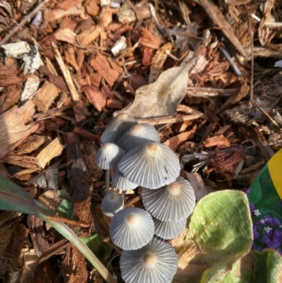 Coprinellus disseminatus (Coprinellus disseminatus) at Dalmeny, NSW - 28 Feb 2019 by Teresa