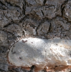 Fuligo septica (Scrambled egg slime) at Dalmeny, NSW - 26 Feb 2019 by Teresa