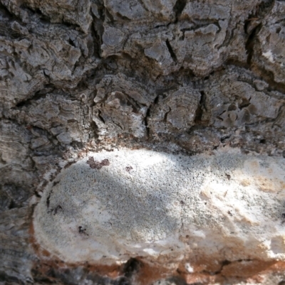 Fuligo septica (Scrambled egg slime) at Dalmeny, NSW - 26 Feb 2019 by Teresa