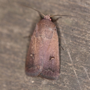 Proteuxoa hypochalchis at O'Connor, ACT - 27 Feb 2019 08:37 PM