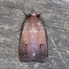 Proteuxoa hypochalchis at O'Connor, ACT - 27 Feb 2019 08:37 PM