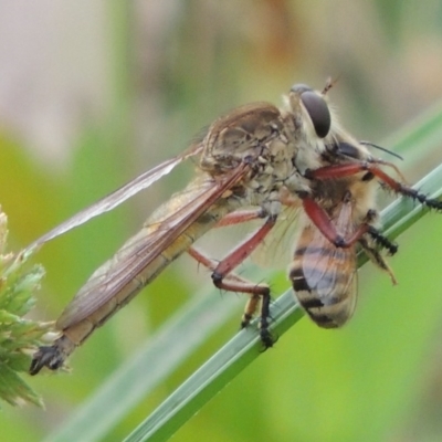 Colepia ingloria (A robber fly) at Tharwa, ACT - 3 Feb 2019 by michaelb