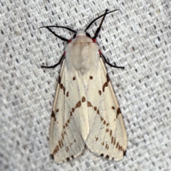 Ardices canescens (Dark-spotted Tiger Moth) at O'Connor, ACT - 27 Feb 2019 by ibaird