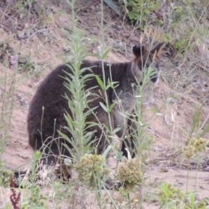 Wallabia bicolor at Tharwa, ACT - 3 Feb 2019 06:53 PM