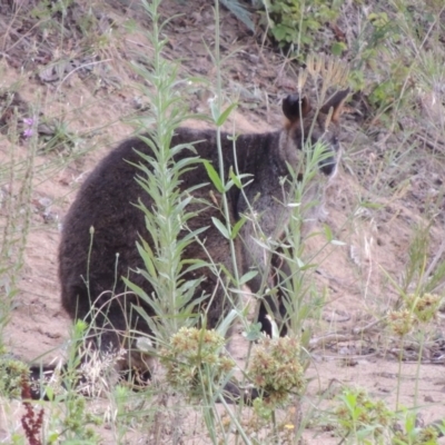 Wallabia bicolor (Swamp Wallaby) at Tharwa, ACT - 3 Feb 2019 by michaelb