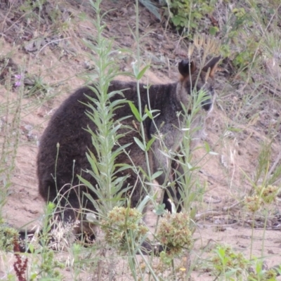 Wallabia bicolor (Swamp Wallaby) at Gigerline Nature Reserve - 3 Feb 2019 by MichaelBedingfield