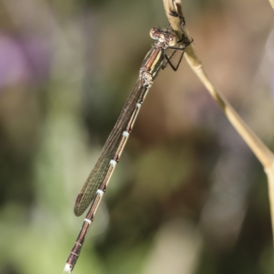 Austrolestes analis (Slender Ringtail) at Higgins, ACT - 28 Feb 2019 by AlisonMilton