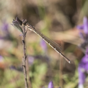 Austrolestes analis at Higgins, ACT - 1 Mar 2019 08:56 AM