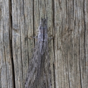 Heoclisis fundata at Googong, NSW - 1 Mar 2019