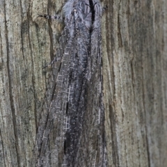 Heoclisis fundata at Googong, NSW - 1 Mar 2019