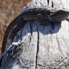 Pogona barbata at Hughes, ACT - 27 Feb 2019