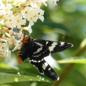 Phalaenoides glycinae at Hughes, ACT - 1 Mar 2019