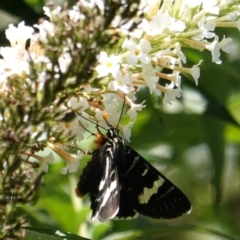 Phalaenoides glycinae at Hughes, ACT - 1 Mar 2019 12:04 PM