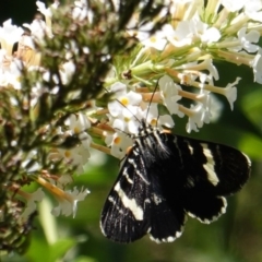 Phalaenoides glycinae at Hughes, ACT - 1 Mar 2019 12:04 PM