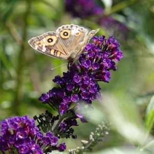 Junonia villida at Hughes, ACT - 28 Feb 2019