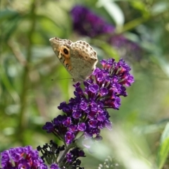 Junonia villida at Hughes, ACT - 28 Feb 2019