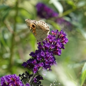 Junonia villida at Hughes, ACT - 28 Feb 2019