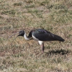 Threskiornis spinicollis (Straw-necked Ibis) at Hawker, ACT - 28 Feb 2019 by Alison Milton