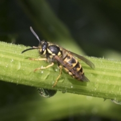 Vespula germanica (European Wasp, German Yellowjacket Wasp) at Higgins, ACT - 1 Mar 2019 by AlisonMilton