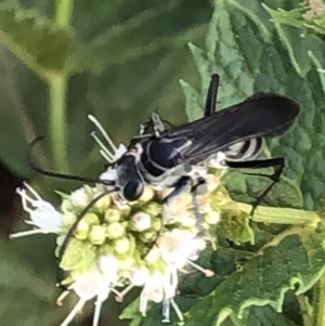 Turneromyia sp. (genus) at Monash, ACT - 1 Mar 2019 03:22 PM