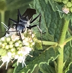 Turneromyia sp. (genus) at Monash, ACT - 1 Mar 2019 03:22 PM