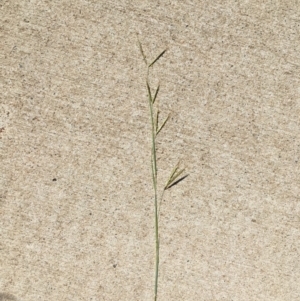 Hyparrhenia hirta at Myola, NSW - 1 Mar 2019 01:04 PM