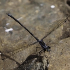 Austroargiolestes icteromelas (Common Flatwing) at Wombeyan Karst Conservation Reserve - 26 Feb 2019 by DPRees125