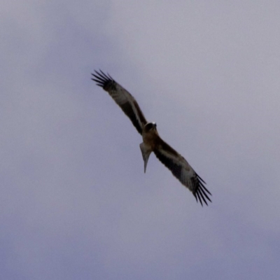 Hieraaetus morphnoides (Little Eagle) at  - suppressed by DPRees125