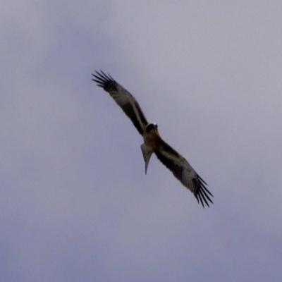 Hieraaetus morphnoides (Little Eagle) at Wayo, NSW - 27 Feb 2019 by DPRees125