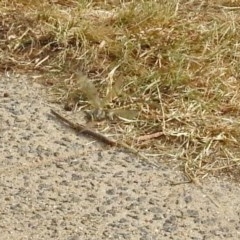 Hemicordulia tau at Wanniassa, ACT - 28 Feb 2019 05:16 PM