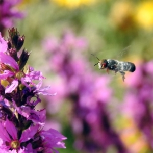 Megachile aurifrons at Acton, ACT - 28 Feb 2019