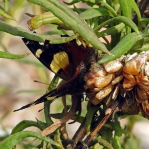 Vanessa itea at Acton, ACT - 28 Feb 2019 10:34 AM