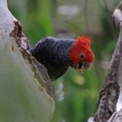 Callocephalon fimbriatum (Gang-gang Cockatoo) at Acton, ACT - 28 Feb 2019 by RodDeb