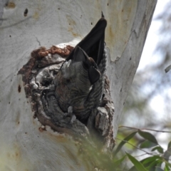 Callocephalon fimbriatum at Acton, ACT - 28 Feb 2019