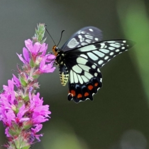 Papilio anactus at Acton, ACT - 28 Feb 2019 11:34 AM