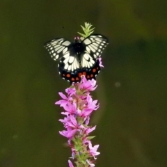 Papilio anactus at Acton, ACT - 28 Feb 2019 11:34 AM